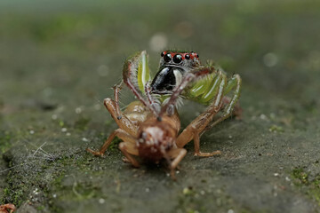 A green jumping spider is preying on a cricket. This insect has the scientific name Artabrus erythrocephalus.