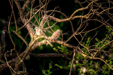 Laughing dove pair on the tree in the morning
