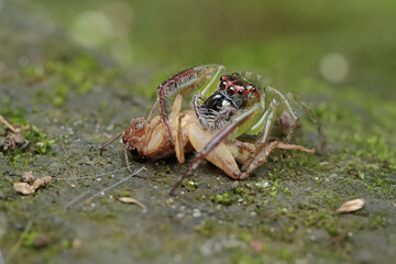 Obraz premium A green jumping spider is preying on a cricket. This insect has the scientific name Artabrus erythrocephalus.