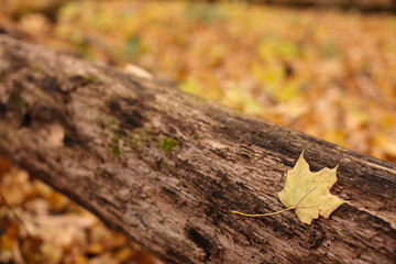 One lone maple leaf that has come to rest on a decaying log within the Pike Lake Unit, Kettle Moraine State Forest, Hartford, Wisconsin in late October