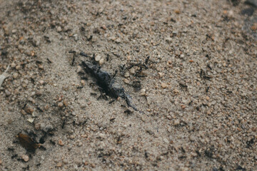 Ants. The world of small insects.