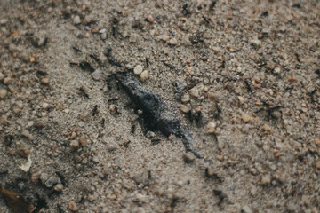 Ants. The world of small insects.