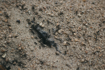 Ants. The world of small insects.