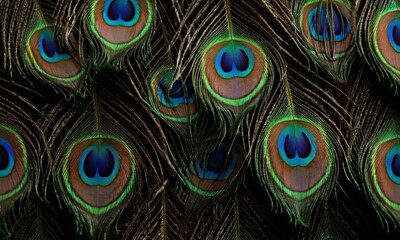 Obraz premium Peacock Feathers