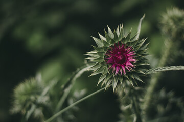 The benefits of herbs and wildflowers. Milk thistle flower.