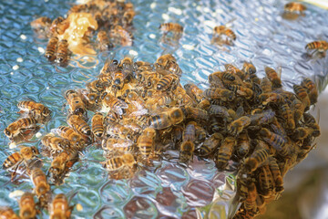 Abeilles dans leur ruche chez un apiculteur