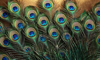 close-up view of a peacock feather, with its intricate patterns and vibrant colors.