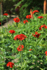 Closeup of a sunlit bed of Maltese Cross blooms, Derbyshire, England
