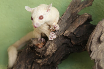 A young sugar glider is preying on a cricket. This mammal has the scientific name Petaurus...
