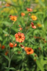 Macro image of a sunlit orange Avens bloom, Derbyshire England
