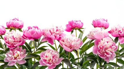 Fototapeta premium Magnificent Peonies in Radiant Bloom Against a Pristine White Backdrop