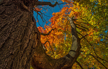 Autumn tree foliage