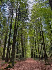 Fototapeta premium bavaria forest in national park with path