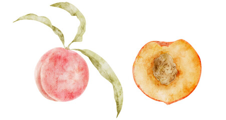 Watercolor illustration of pink peach: whole fruit with green leaves and half with stone, vintage style