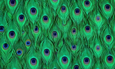 Obraz premium Peacock feather pattern