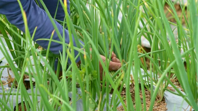 Serene Morning Harvest - Woman Farmer's Hands in Misty Green Onion Fields on Mount Merapi.