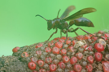 A paper wasp is perched on a wildflower. This insect has the scientific name Polistes metricus. 