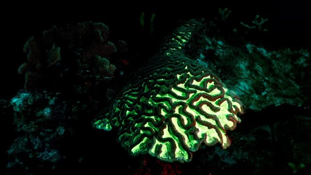 Night shot: seascape under ultraviolet light with fluorescent coral