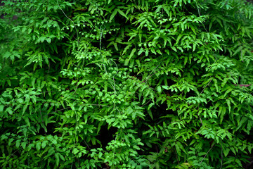 Green Sword Fern (Fishbone Fern) seamless background for environment, energy and garden concept, Natural wall, Fern patterns textured, space for work, banner, advertise, copy space.