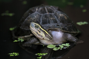Ambonia turtle walking on water, Cuora amboinensis