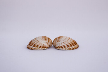 shell, isolated, sea, seashell, background, white, starfish, beach, summer, pastel, shellfish, ocean, beautiful, coast, texture, mollusk, marine, seashells, view, coastline, spiral, sand, composition.