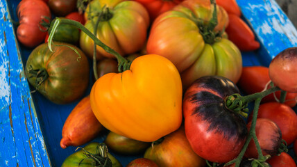 organic tomatoes of different colors and varieties close-up selective focus