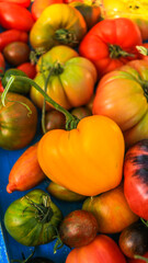 Organic tomatoes in your hands, harvested from the garden 