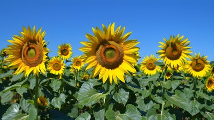 Fototapeta premium Vast Field of Blooming Sunflowers Under Bright Blue Sky