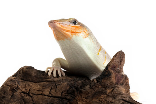 Sandfish lizard on wood isolated on white (Scincus scincus)