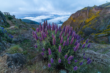Pico do Arieiro. Mountains and Blue Pride of Madeira Flowers. Cloud Inversion. Portugal.