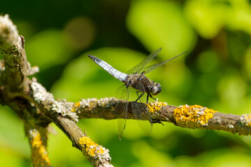 Plattbauch, Plattbauch-Libelle, Plattbauchlibelle, Libellula depressa