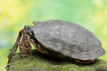 A red eared slider tortoise is eating anthurium seeds. This reptile has the scientific name Trachemys scripta elegans.