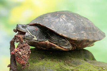 A red eared slider tortoise is eating anthurium seeds. This reptile has the scientific name Trachemys scripta elegans.