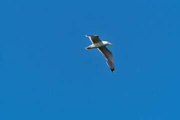 Obraz premium Mittelmeermöwe, Larus michahellis