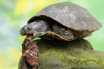 Obraz premium A red eared slider tortoise is looking for food in a rotten wooden hole on the river bank. This reptile has the scientific name Trachemys scripta elegans.