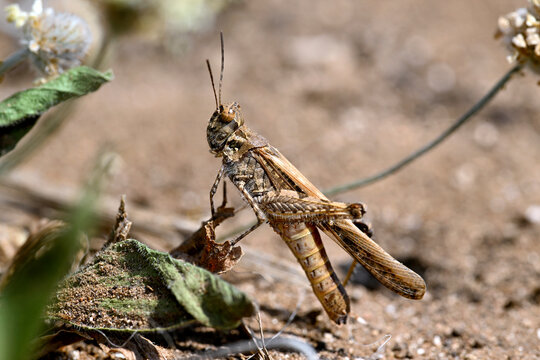 Schlanke &Ouml;dlandschrecke // Slender burrowing grasshopper (Acrotylus patruelis) - Strofilia, Peloponnes, Griechenland