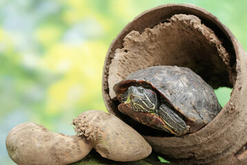 A red eared slider tortoise is looking for food in a rotten wooden hole on the river bank. This reptile has the scientific name Trachemys scripta elegans.