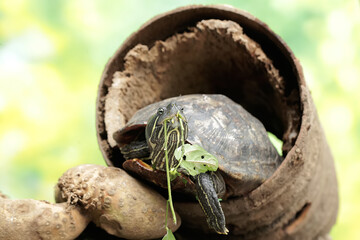 A red eared slider tortoise is looking for food in a rotten wooden hole on the river bank. This...