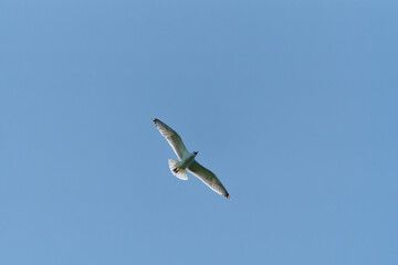 Mittelmeermöwe, Larus michahellis