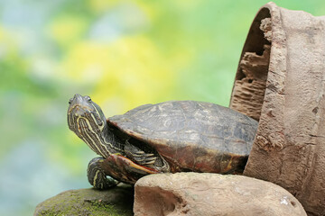 Obraz premium A red eared slider tortoise is looking for food in a rotten wooden hole on the river bank. This reptile has the scientific name Trachemys scripta elegans.