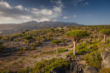Naklejka premium Firmihin Dragon`s Blood Tree Forest in Socotra- the only one of its kind in the world. Symbol of the island Socotra