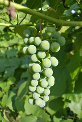 bunch of grapes on vine