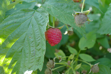 wild strawberry on a bush