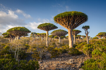 Firmihin Dragon`s Blood Tree Forest in Socotra- the only one of its kind in the world. Symbol of the island Socotra