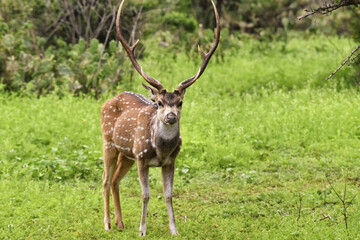 A closeup portrait of a Chital deer or a spotted deer with horn standing in Mudumali forest