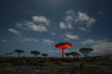 Firmihin Dragon`s Blood Tree Forest in Socotra- the only one of its kind in the world. Symbol of the island Socotra.
Night photos of trees and camping under it.