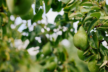 Appetizing pears on a branch in a home garden after rain