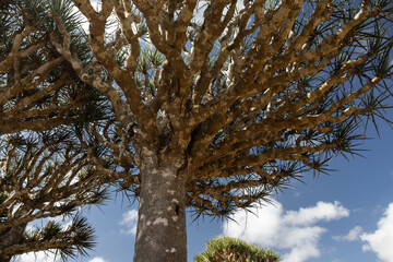 Firmihin Dragon`s Blood Tree Forest in Socotra- the only one of its kind in the world. Symbol of the island Socotra