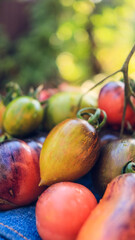 organic tomatoes of different colors and varieties close-up selective focus
