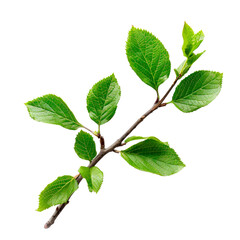 Fototapeta premium Spring twig with green leaves. PNG element isolated on transparent background.